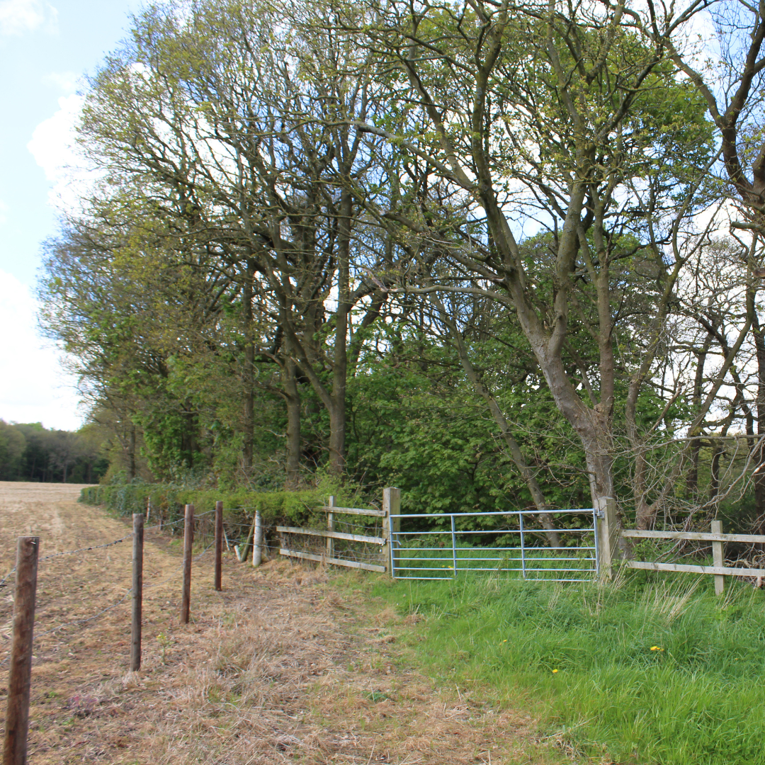 Land at Mag Lane
